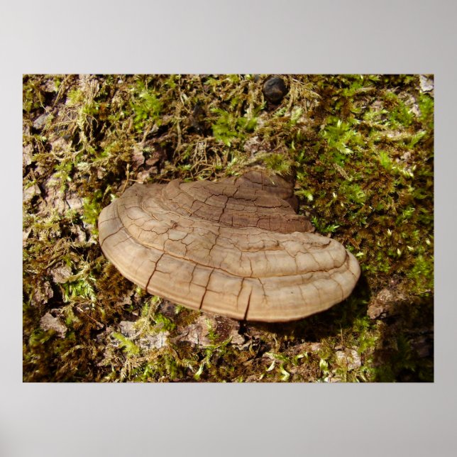Phellinus igniarius Mushroom Poster (Framsidan)