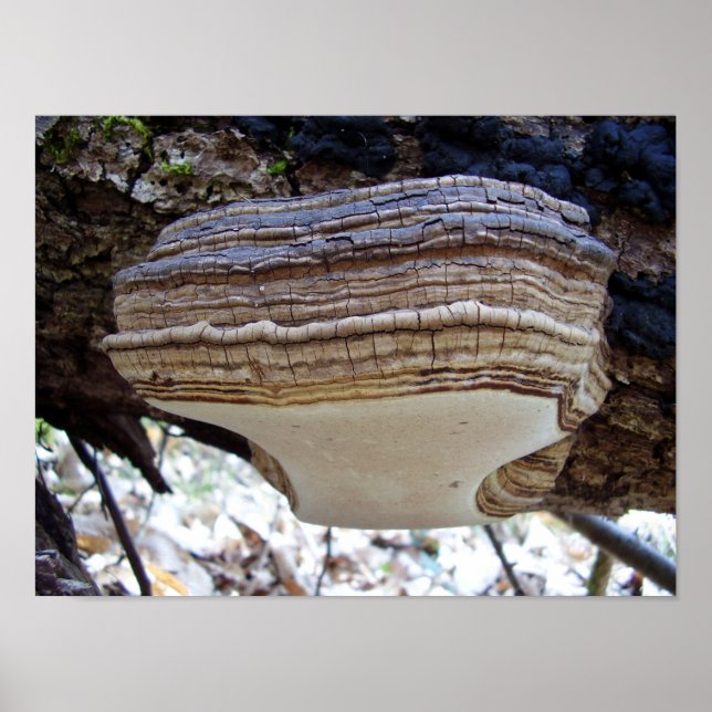 Phellinus igniarius Mushroom Poster (Framsidan)