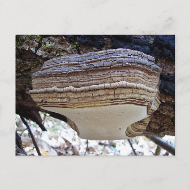 Phellinus igniarius Svamp Postkort Vykort (Framsida)