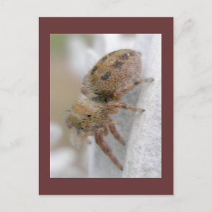 Phidippus clarus Jumping Spider Postcard Vykort