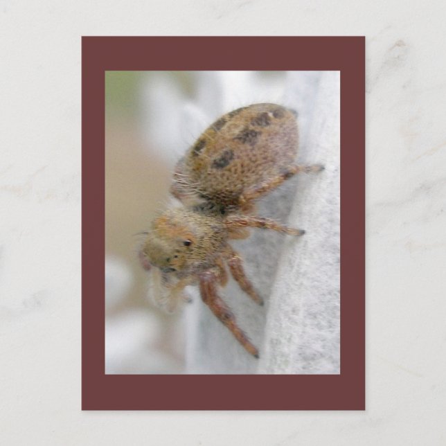 Phidippus clarus Jumping Spider Postcard Vykort (Framsida)