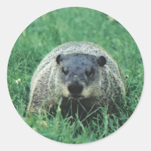 Phil Groundhog Runt Klistermärke