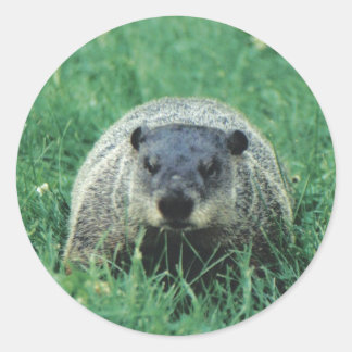 Phil Groundhog Runt Klistermärke
