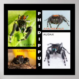Phildippus-hoppspindlar Poster