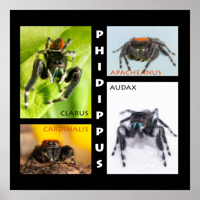 Phildippus-hoppspindlar Poster (Framsidan)