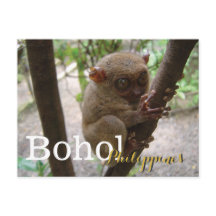 Philippine Tarsier från Bohol