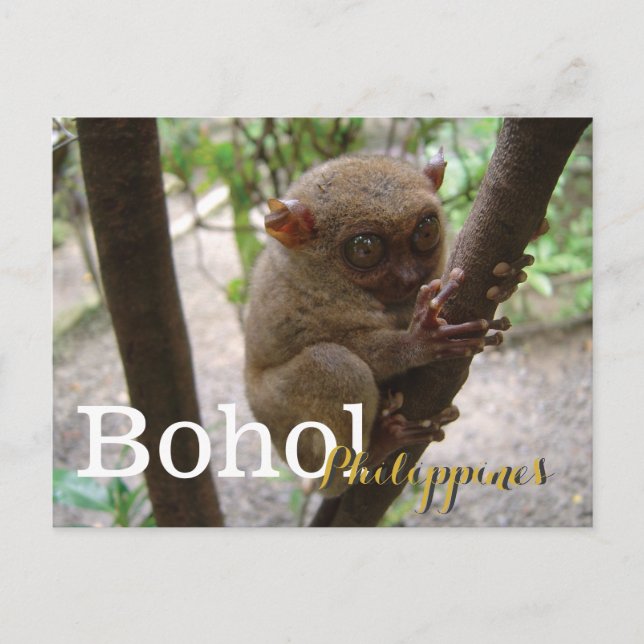 Philippine Tarsier från Bohol Vykort (Framsida)