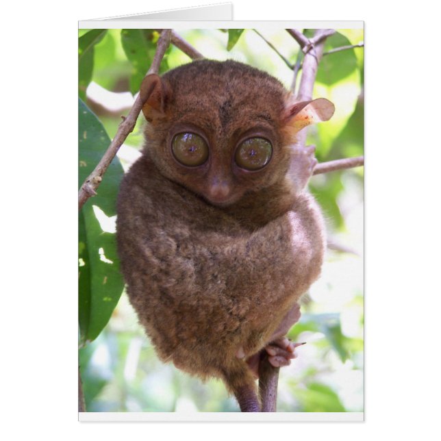 Philippine Tarsier Hälsningskort (Framsidan)