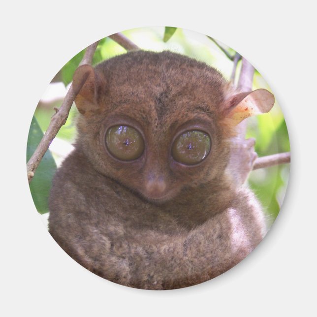 Philippine Tarsier Magnet (Framsidan)