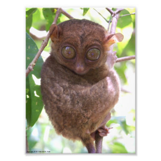 Philippine Tarsier Photo Print Fototryck