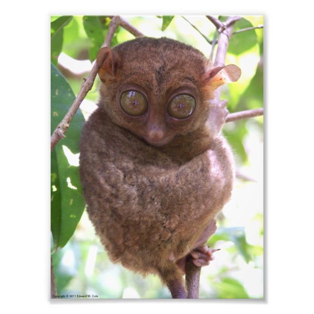 Philippine Tarsier Photo Print Fototryck (Framsidan)