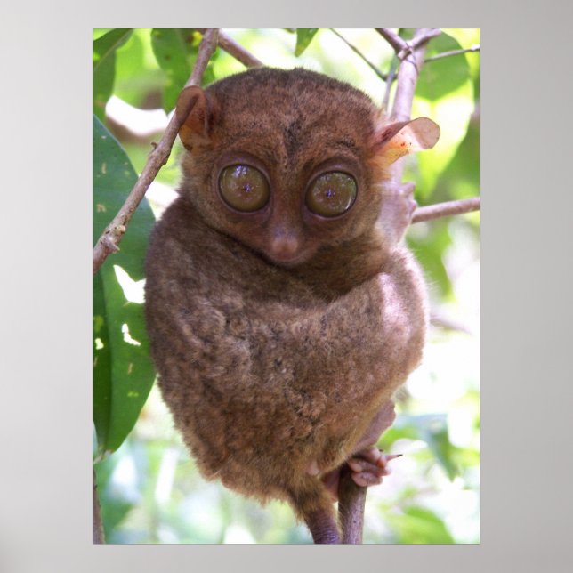 Philippine Tarsier Print Poster (Framsidan)