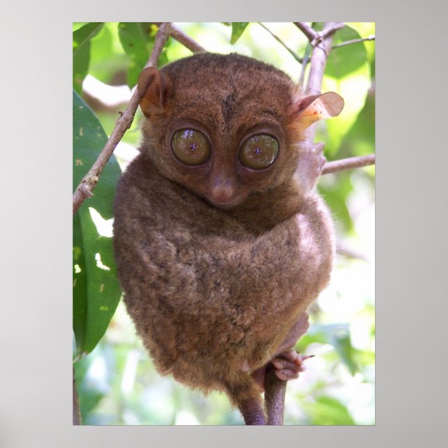 Philippine Tarsier Print Poster (Framsidan)