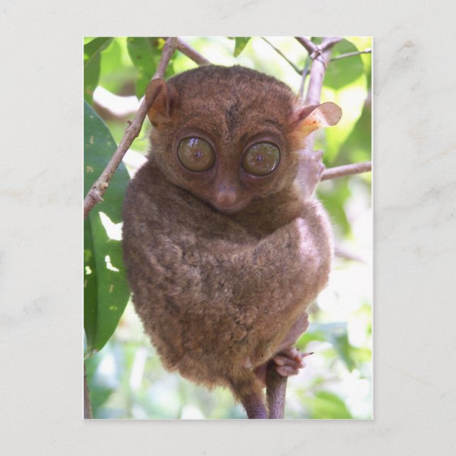 Philippine Tarsier Vykort (Framsida)