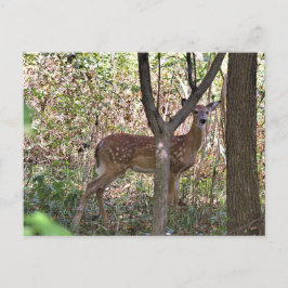 Philly Whitetail Fawn Postcard Vykort