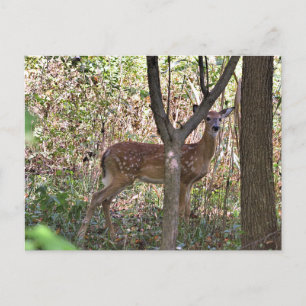 Philly Whitetail Fawn Postcard Vykort