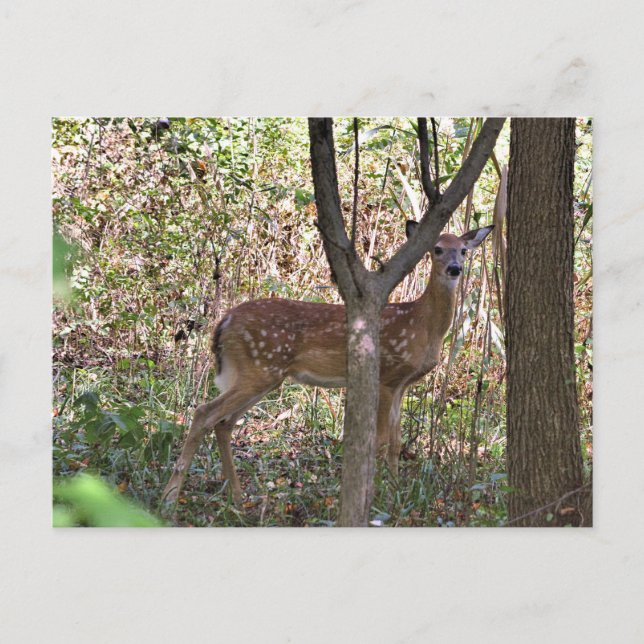 Philly Whitetail Fawn Postcard Vykort (Framsida)
