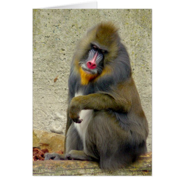 Philosopher OBS Kort (Framsidan)