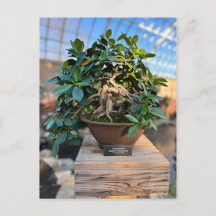 Phipps Conservatory Bonsai Träd Vykort