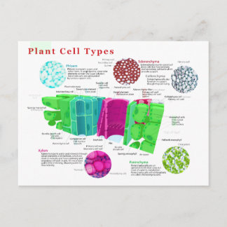 Phloem Xylem Sclerenchyma Collenchyma Löv Vykort
