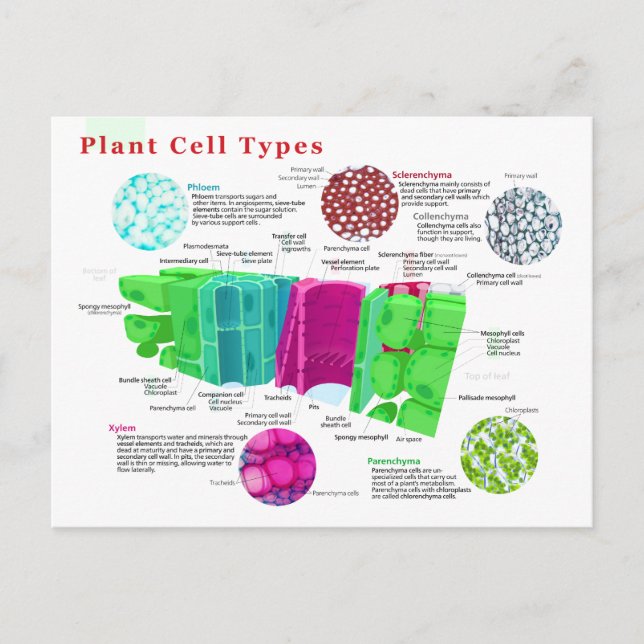 Phloem Xylem Sclerenchyma Collenchyma Löv Vykort (Framsida)