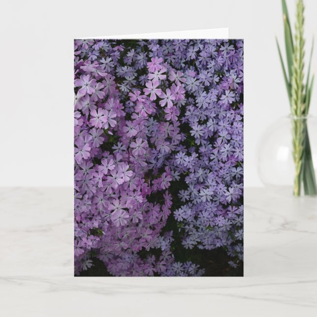 Phlox A Plenty Kort (Framsida)