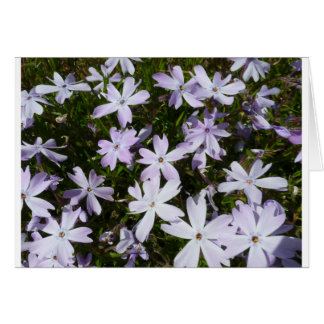 Phlox-blomma Hälsningskort