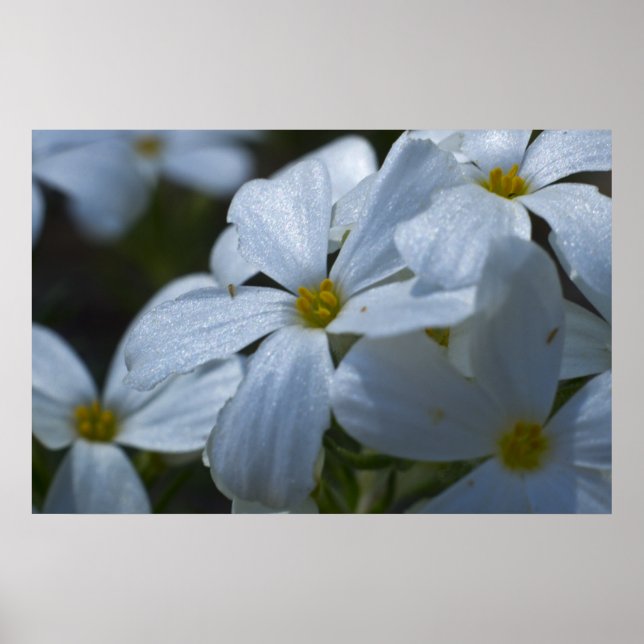 Phlox Close-up Poster (Framsidan)