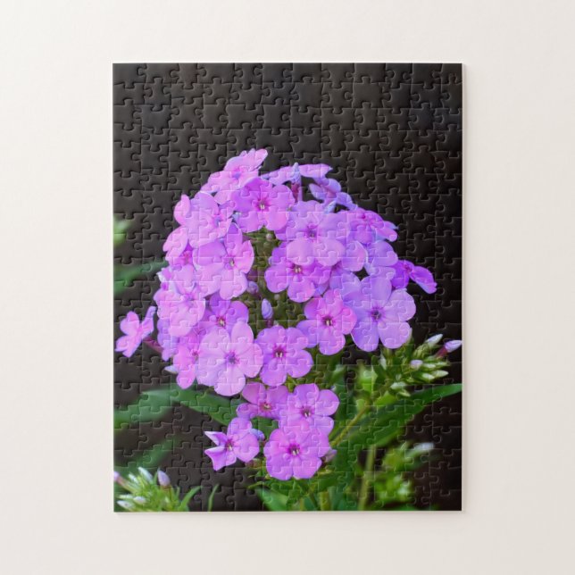 Phlox "David's Lavender" Pussel (Vertikal)