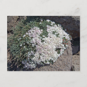 Phlox diffusa vykort