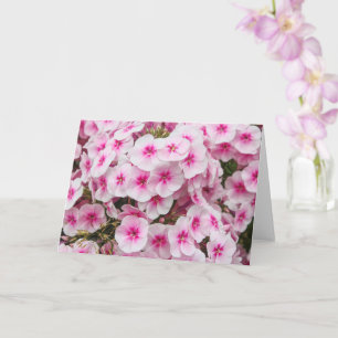 Phlox. Friary Gardens, Cardiff, Wales. Kort