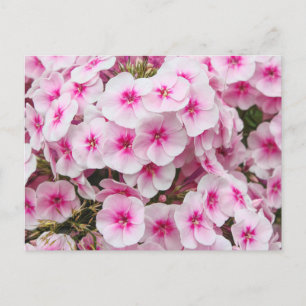 Phlox. Friary Gardens, Cardiff, Wales. Vykort