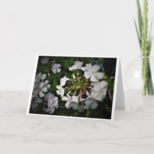 Phlox, kort