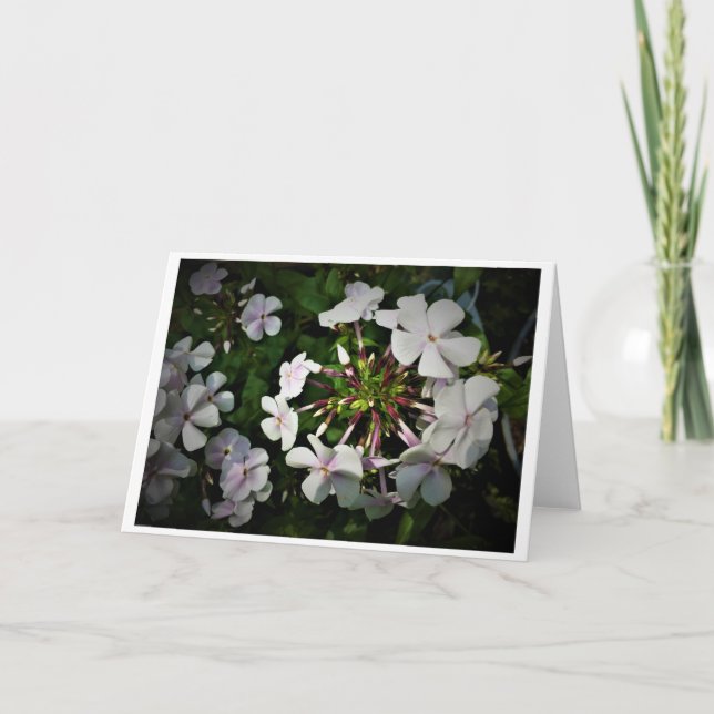 Phlox, kort (Framsida)