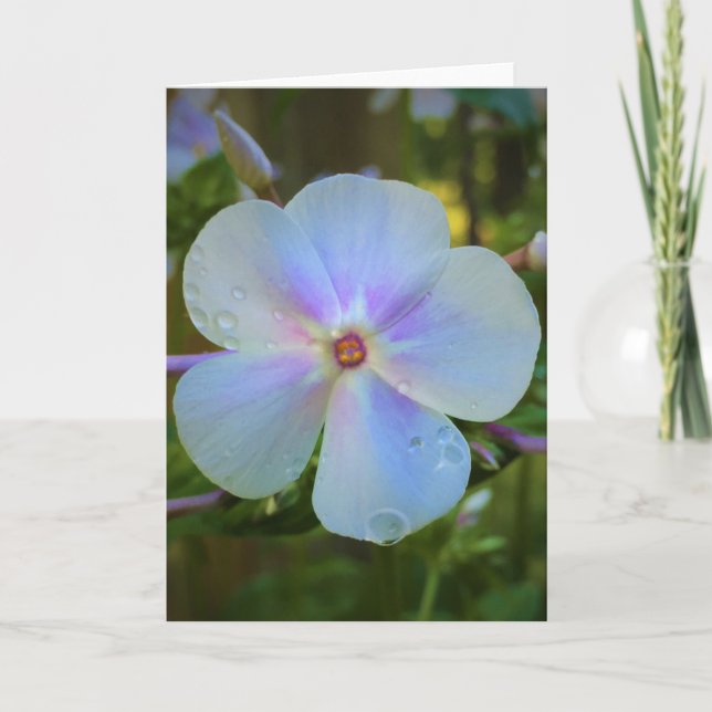 Phlox, kort (Framsida)