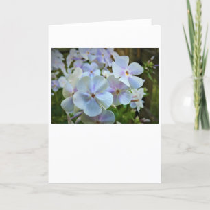 Phlox, kort