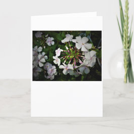 Phlox, kort