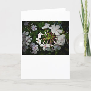 Phlox, kort