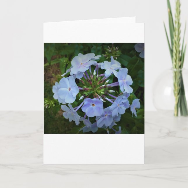 Phlox, kort (Framsida)