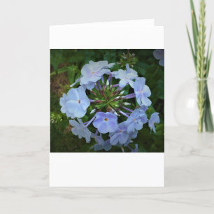 Phlox, kort