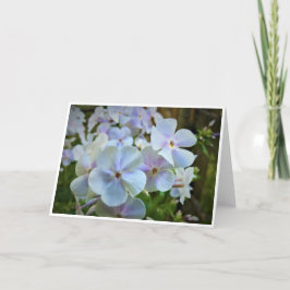 Phlox, kort