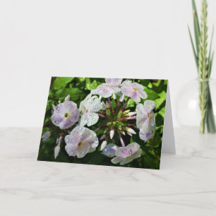 Phlox, kort