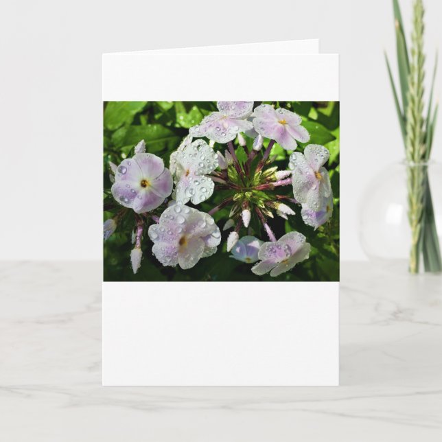 Phlox, kort (Framsida)