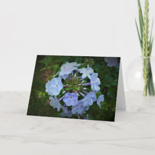 Phlox, kort