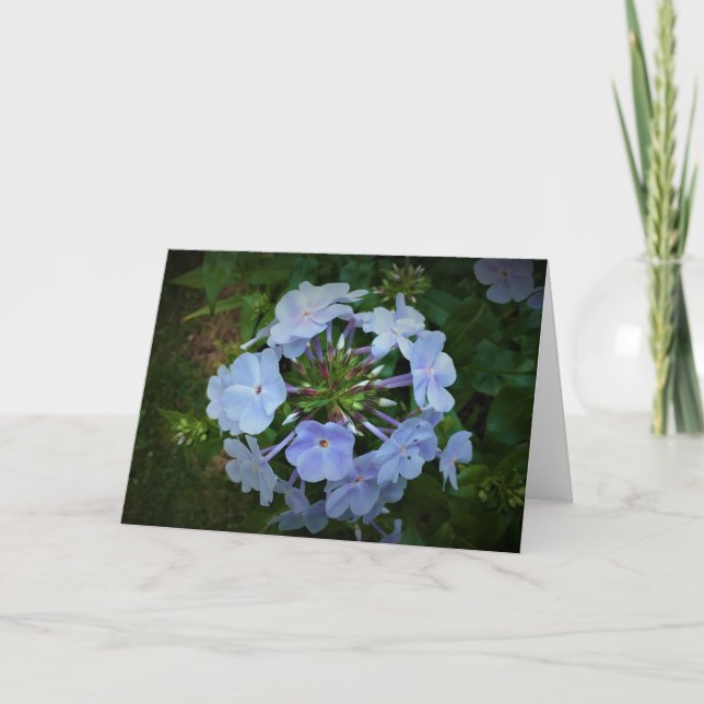 Phlox, kort (Framsida)
