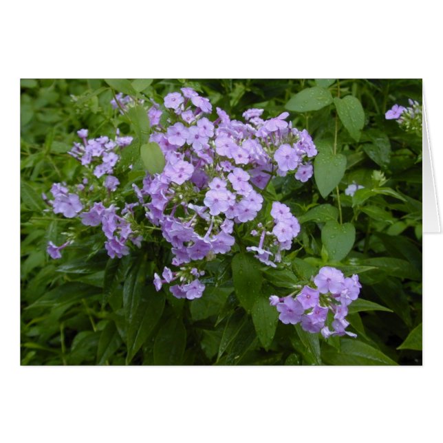 Phlox-kort för blommar hälsningskort (Framsidan Horizontal)