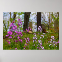 Phlox nära en kyrkogård