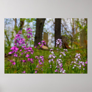 Phlox nära en kyrkogård poster