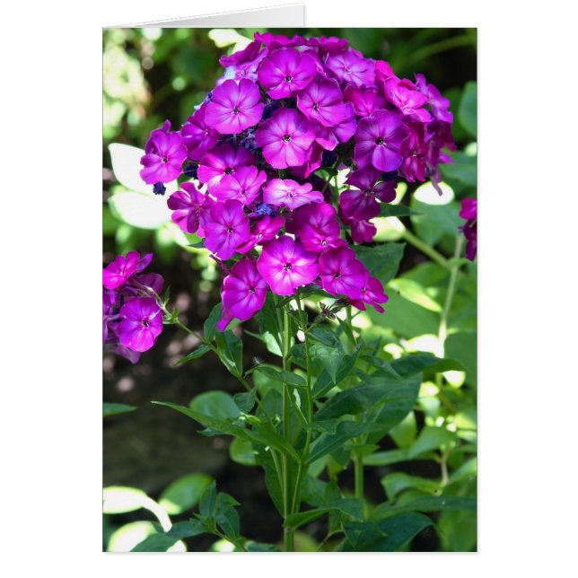 Phlox OBS Kort (Framsidan)