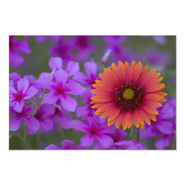Phlox och Indian Blanket nära Devine Texas Fototryck (Framsidan)